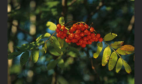 Eberesche (Sorbus aucuparia)