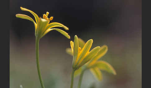 Wald-Gelbstern (Gagea lutea)