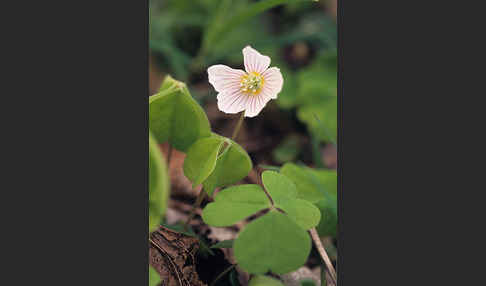 Wald-Sauerklee (Oxalis acetosella)