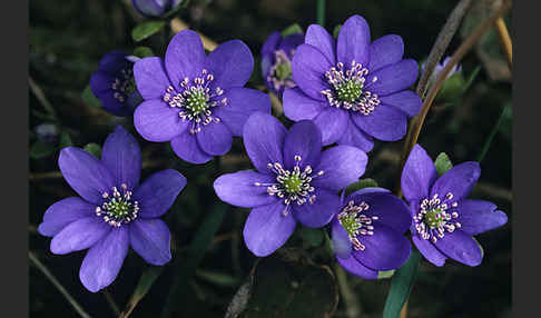 Leberblümchen (Hepatica nobilis)