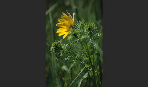 Frühlings-Adonisröschen (Adonis vernalis)