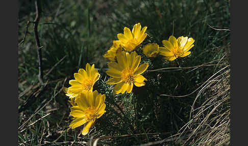 Frühlings-Adonisröschen (Adonis vernalis)