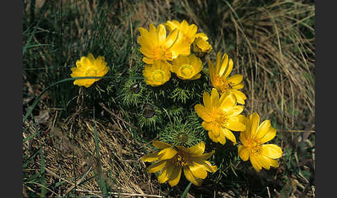 Frühlings-Adonisröschen (Adonis vernalis)