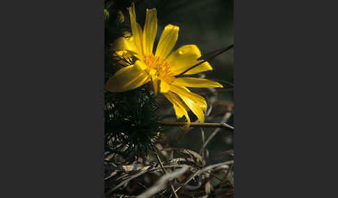 Frühlings-Adonisröschen (Adonis vernalis)