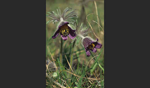 Wiesen-Kuhschelle (Pulsatilla pratensis)