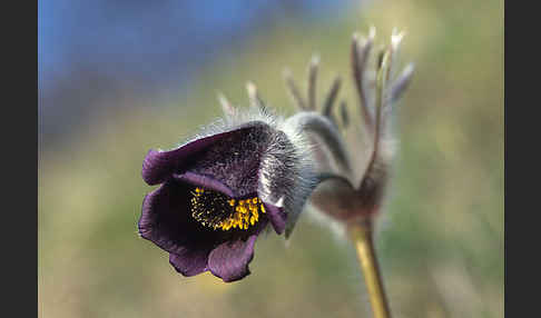 Wiesen-Kuhschelle (Pulsatilla pratensis)