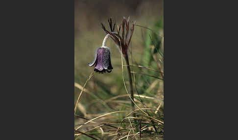 Wiesen-Kuhschelle (Pulsatilla pratensis)