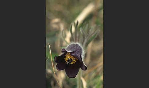 Wiesen-Kuhschelle (Pulsatilla pratensis)