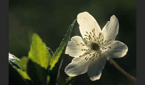 Busch-Windröschen (Anemone nemorosa)