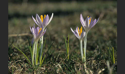 Frühlings-Safran (Crocus vernus)