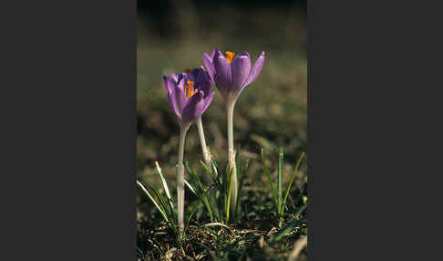 Frühlings-Safran (Crocus vernus)