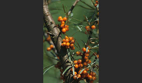 Sanddorn (Hippophae rhamnoides)