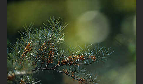 Sanddorn (Hippophae rhamnoides)