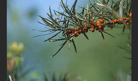 Sanddorn (Hippophae rhamnoides)