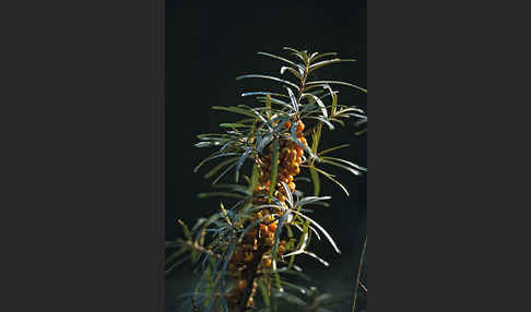 Sanddorn (Hippophae rhamnoides)