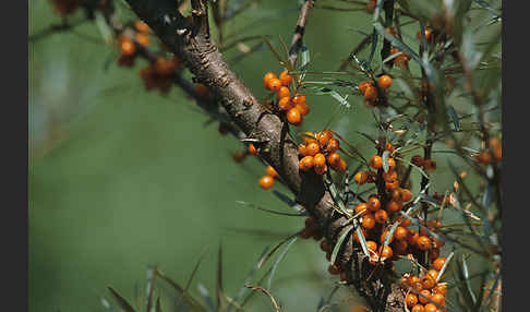 Sanddorn (Hippophae rhamnoides)