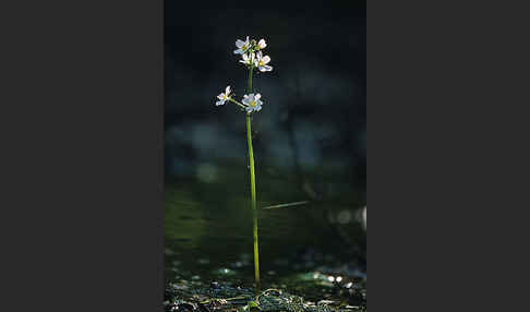 Wasserfeder (Hottonia palustris)