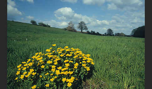 Sumpf-Dotterblume (Caltha palustris)