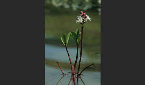 Fieberklee (Menyanthes trifoliata)