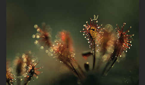 Rundblättriger Sonnentau (Drosera rotundifolia)