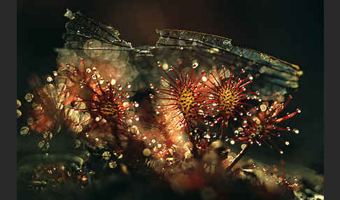 Rundblättriger Sonnentau (Drosera rotundifolia)