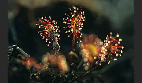 Rundblättriger Sonnentau (Drosera rotundifolia)