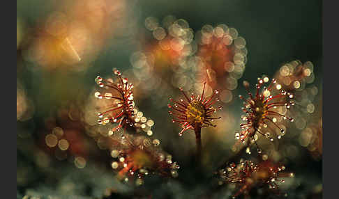 Rundblättriger Sonnentau (Drosera rotundifolia)