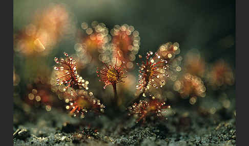 Rundblättriger Sonnentau (Drosera rotundifolia)