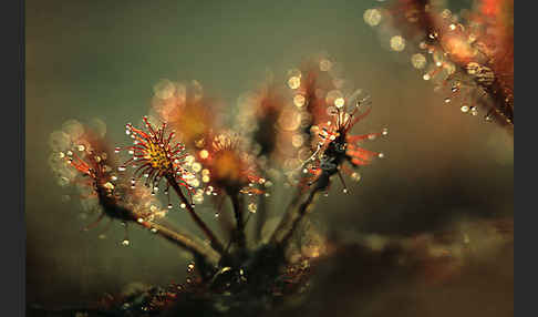 Rundblättriger Sonnentau (Drosera rotundifolia)