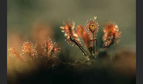 Rundblättriger Sonnentau (Drosera rotundifolia)