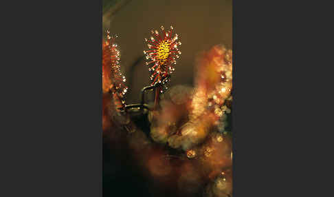 Rundblättriger Sonnentau (Drosera rotundifolia)