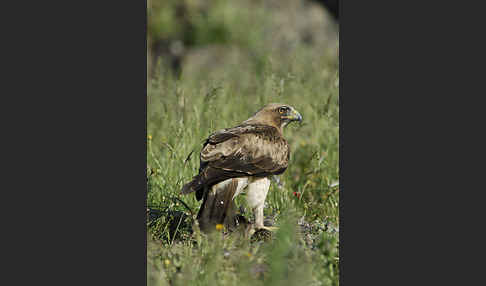 Zwergadler (Aquila pennata)