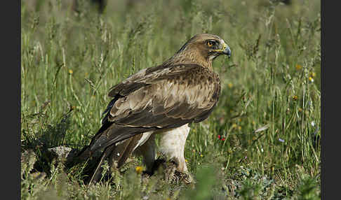 Zwergadler (Aquila pennata)