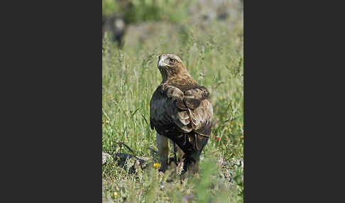 Zwergadler (Aquila pennata)