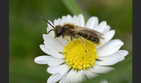 Sandbiene spec.2 (Andrena chrysosceles)