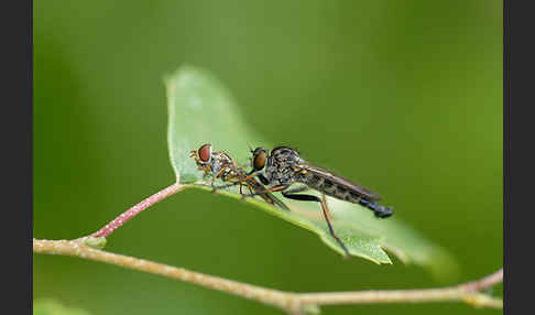 Schwebfliege (Eristalis spec.)