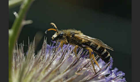 Sechsbindige Furchenbiene (Halictus sexcinctus)