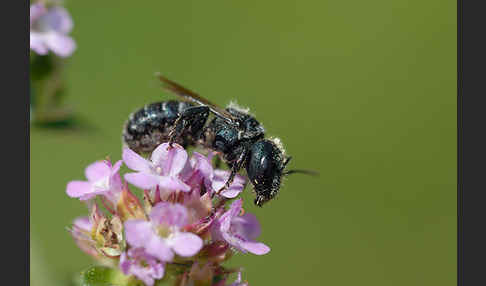 Blaue Mauerbiene (Osmia caerulescens)