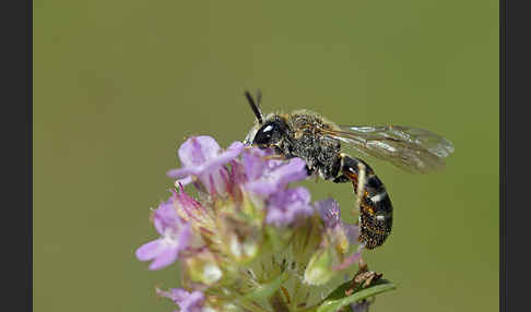 Furchenbiene spec. (Lasioglossum calceatum)