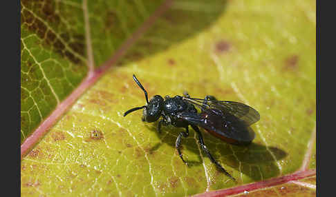 Blutbiene (Sphecodes spec.)