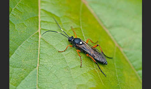 Schlupfwespe spec. (Ichneumonidae spec.)