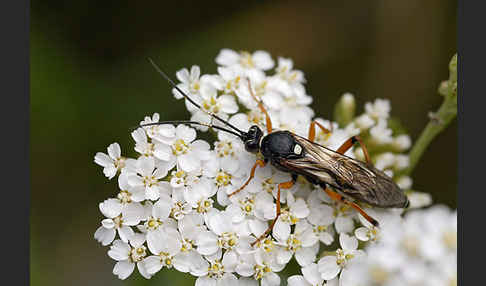 Schlupfwespe spec. (Ichneumonidae spec.)