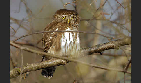 Sperlingskauz (Glaucidium passerinum)