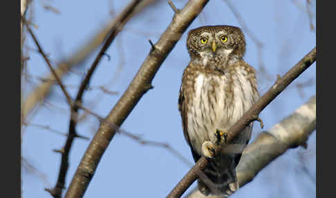 Sperlingskauz (Glaucidium passerinum)