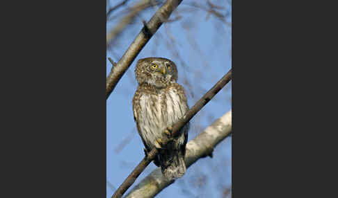 Sperlingskauz (Glaucidium passerinum)