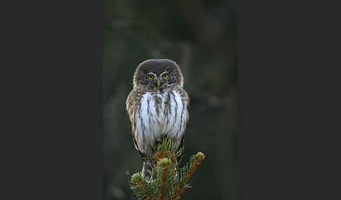 Sperlingskauz (Glaucidium passerinum)