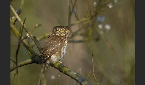 Sperlingskauz (Glaucidium passerinum)