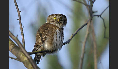 Sperlingskauz (Glaucidium passerinum)