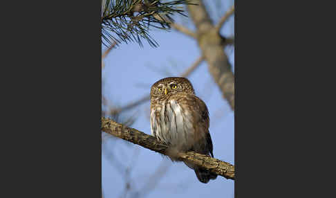 Sperlingskauz (Glaucidium passerinum)