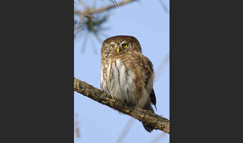 Sperlingskauz (Glaucidium passerinum)